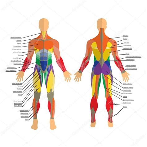 Find the perfect human muscles stock illustrations from getty images. Detaillierte Darstellung menschlicher Muskeln. Übung und ...