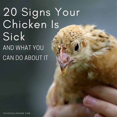 You can easily notify the sick chicken symptoms if you are raising chickens for long time. How Help A Sick Chicken - Q & A With A Chicken Vet | You ...