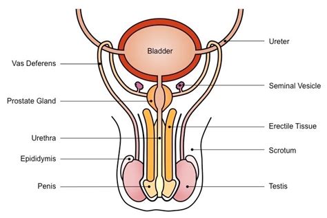 Lesson 7 Male Reproductive System Diagram Quizlet