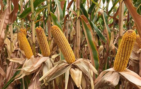Maïs grain : 11 nouvelles variétés - Syngenta