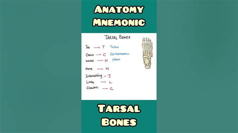 Tarsal Bones Mnemonic Anatomy Ortjopaedics Shorts Youtube
