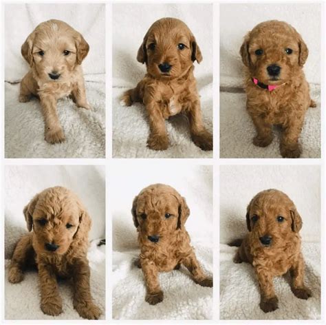 Miniature Goldendoodle 11 Incredible Facts You Need To Know Petdt