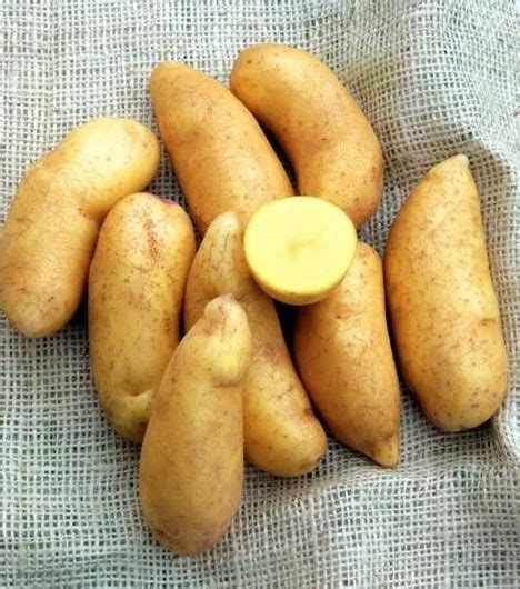 Золото майи картофель mayan gold potato отзывы описание фото характеристика