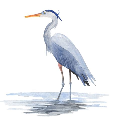 Great Blue Heron Print Coastal Wall Art From An Original Watercolor
