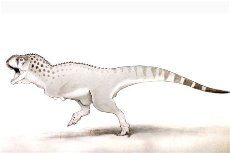 African T Rex Was One Of Last Dinosaurs Alive Before Extinction New