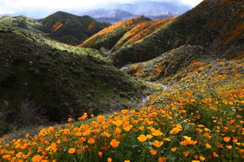 California Desert Comes Alive With Wildflower Superbloom