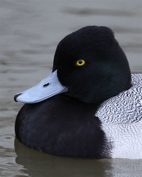 20 Best Bluebill Ducks Images On Pinterest Ducks Duck Hunting And