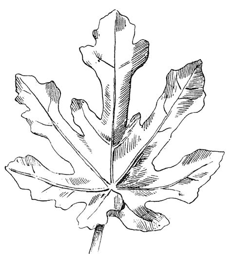 12 Leaf Clipart Black And White Leaves The Graphics Fairy