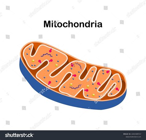 Vector Illustration Mitochondria Components On White Stock Vector