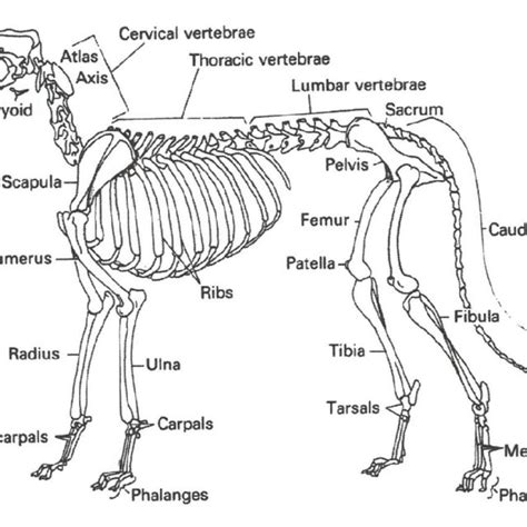 Canine Skeleton Diagram