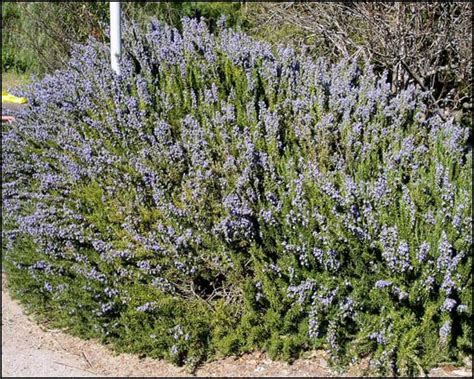 Here are our favorite evergreen shrubs. Upright Rosemary for Sale | Arizona's Best Shrubs - Moon ...