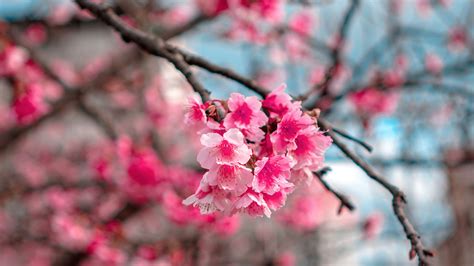 Download Wallpaper 3840x2160 Sakura Flowers Bloom Macro Branch 4k