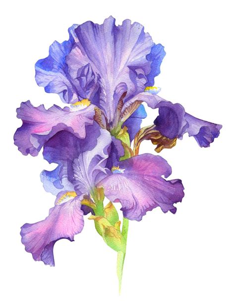 Iris Painting Watercolor Painting Techniques Watercolor Flowers