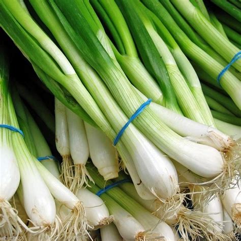 You can also download hd background in png or jpg, we provide optional. 1000 Scallion Seeds,a.K.a Green onion,Spring onion.Grow ...
