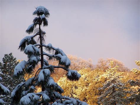 Snow Covered Pine Tree Photograph By Anita Macias