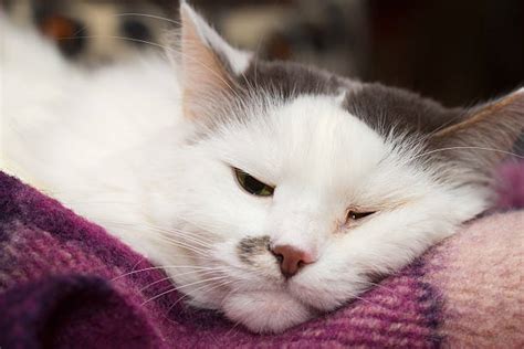 Sick Cat Stock Photos Pictures And Royalty Free Images Istock