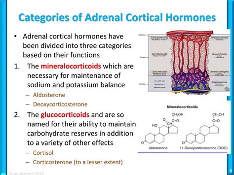 Ppt Adrenal Glands Powerpoint Presentation Free Download Id6555639