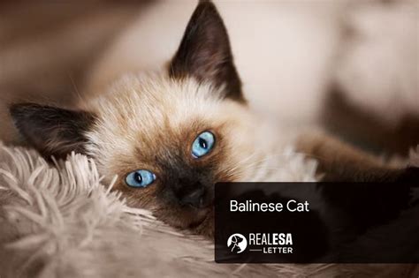 Balinese Cat Complete Breed Profile History And Facts