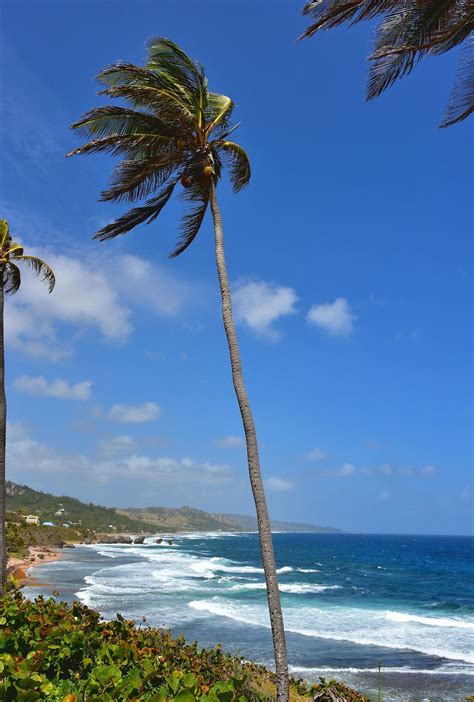 Palm Trees Along Bathsheba Beach In Bathsheba Barbados Encircle Photos