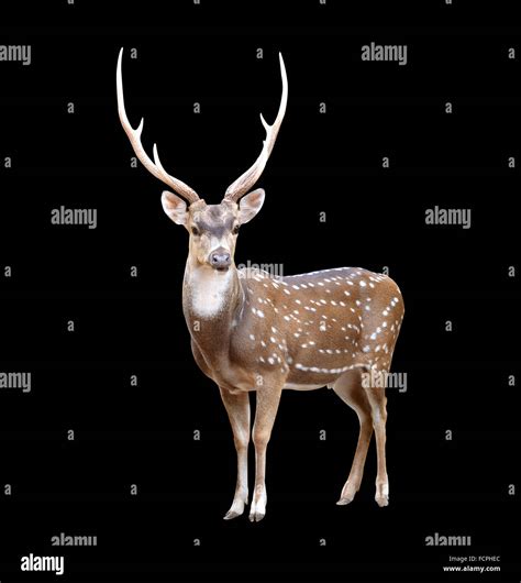 Male Axis Deer Isolated On Black Background Stock Photo Alamy