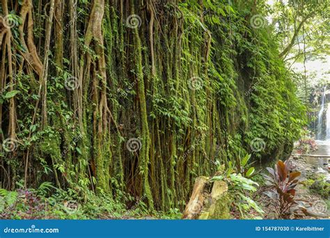 Jungle Path In Tropical Rainforest Background Lianas Hanging From