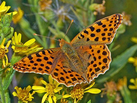Welcome to queen wiki, the wiki about queen that anyone can edit. Queen of Spain fritillary - Wikipedia