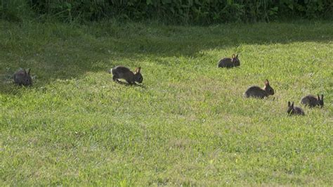 Download Wallpaper 1920x1080 Hares Cubs Animals Field Grass Full Hd