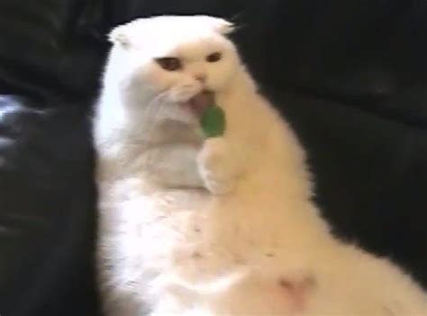 Watch This Video Of A Cat Licking A Lollipop Like Hes A Human E Online