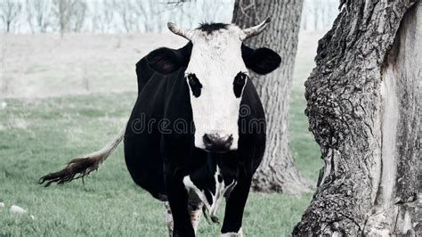 232 Cow Evil Stock Photos Free And Royalty Free Stock Photos From