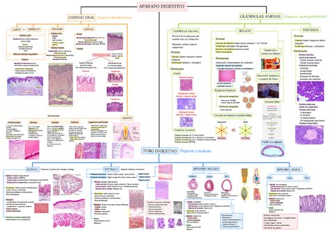 Biomedicina Histologia Aparato Digestivo Mapa Conceptual