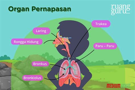 Urutan Organ Pernapasan Dan Fungsinya Yang Benar