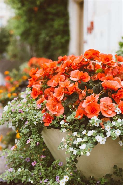 22 Most Beautiful Fall Flowers For Pots And Containers To Fill The