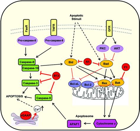 Pathways Of Apoptosis And Their Inhibition By Vacv Apoptosis Can Be