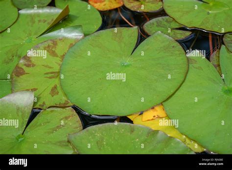 Big Green Water Lily Leaves In Pond Water Background Design Structure