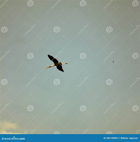 Bird Flying High Up in the Sky! Stock Photo - Image of soar, white
