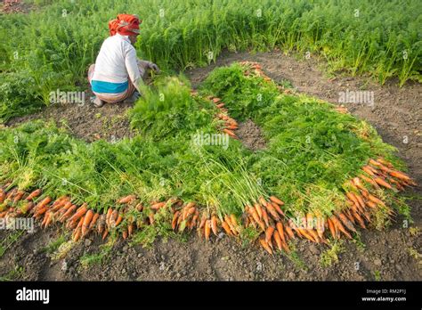 Carrot Is An Important Vegetable Of Bangladesh Usually Grown In The