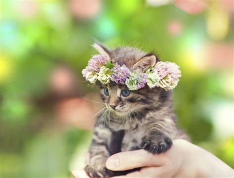 Cute Cat Pictures With Flowers Cute Animals Cute Baby Animals Cats