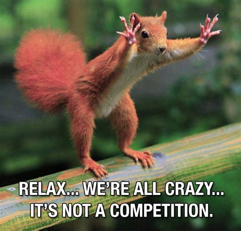 Relax Were All Crazy Squirrel Stuff I Laugh At Pinterest
