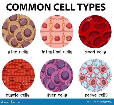 Diagram Of Common Cell Types Stock Vector Illustration Of Organism