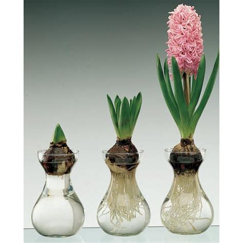 Forcing Bulbs Indoors Traditional Dutch Hyacinth Glasses