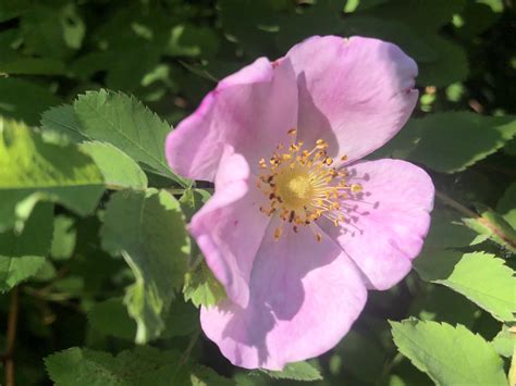 Wisconsin Wildflower Prairie Rose Rosa Arkansana