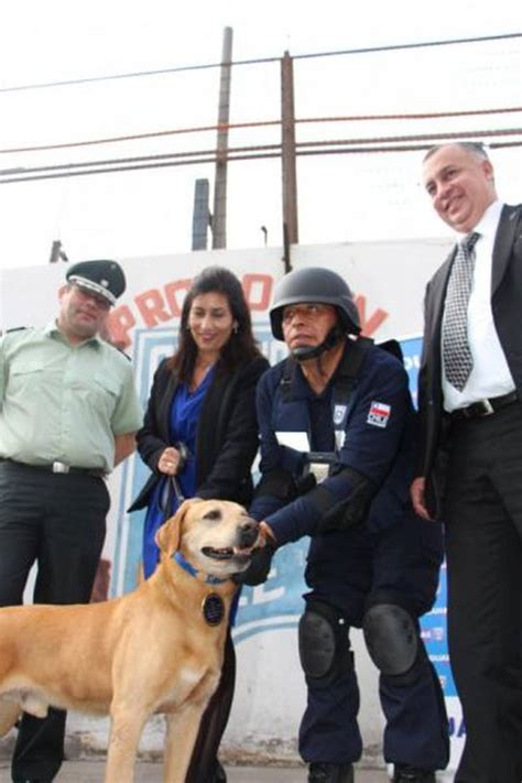 Con Honores Pasan A Retiro Al Mejor Perro Detector De Drogas De Aduanas