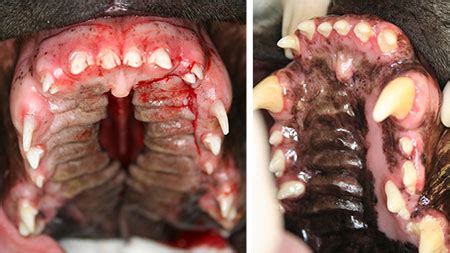 Mouth ulcers can occur in cats for a number of reasons, from plaque buildup to feline immunodeficiency virus (fiv). Cleft Palate Afflicts Pets Too - Veterinary Medicine at ...