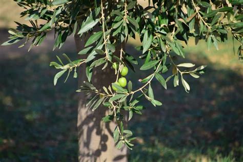 Free Picture Food Branch Leaf Olive Tree Nature Flora Plant