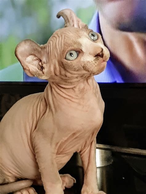 Sphynx Cats For Sale Chicago IL 330089 Petzlover