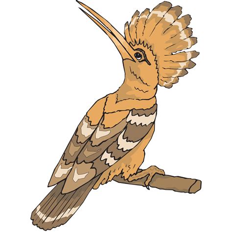 Perched Hoopoe Looking Back Png Svg Clip Art For Web Download Clip