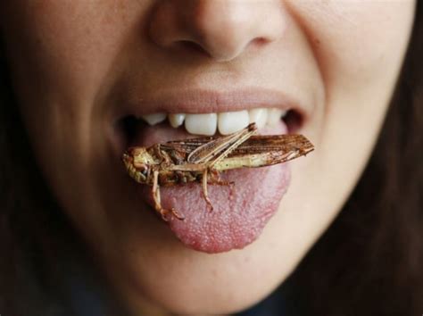 Quels Sont Les Insectes à Manger Les Plus Populaires