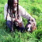 Bull terriers thrive in the company of their people, and should live indoors with their human family. How Big Do Pitbulls Get? - Pets