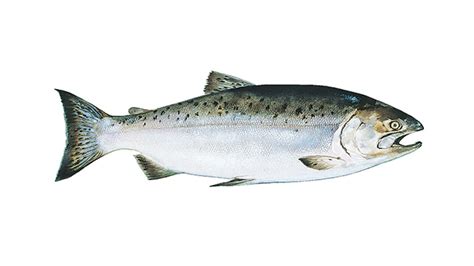 Fresh Wild Caught Salmon Salmon Recipes The Fresh Market