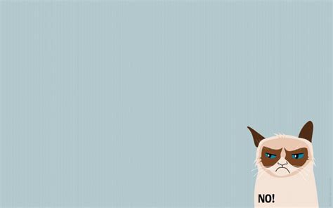 Free Download Grumpy Cat Wallpaper Hvgj 1680x1050 For Your Desktop
